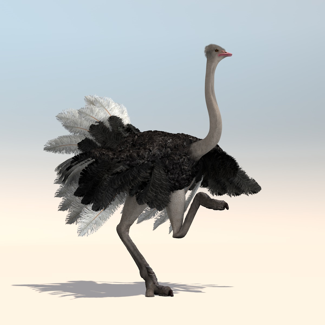 3D animation african ostrich model - TurboSquid 1215941