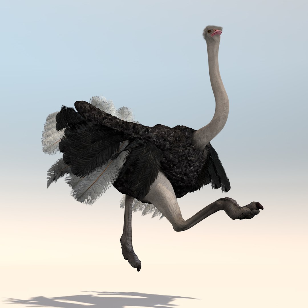 3D animation african ostrich model - TurboSquid 1215941