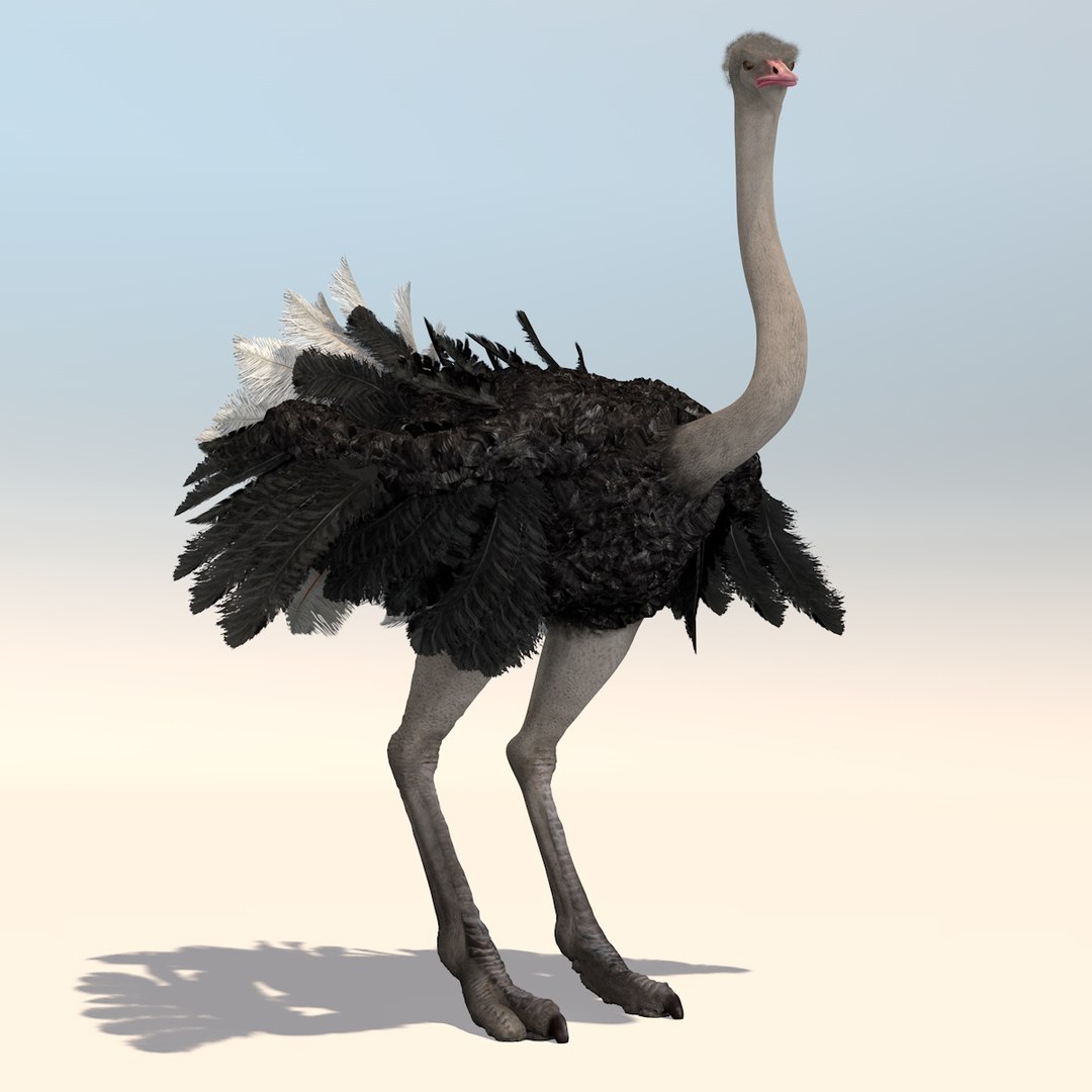 3D animation african ostrich model - TurboSquid 1215941