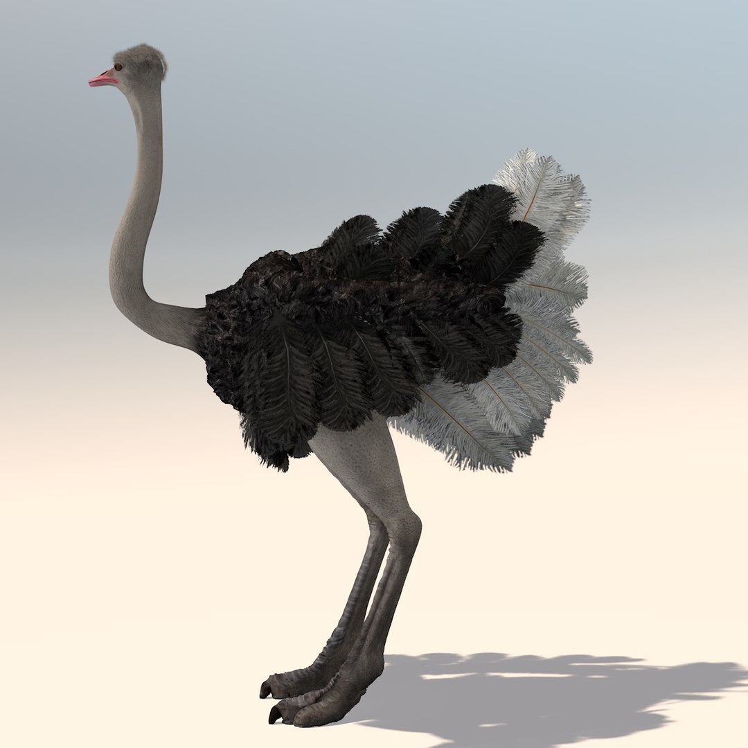 3D animation african ostrich model - TurboSquid 1215941