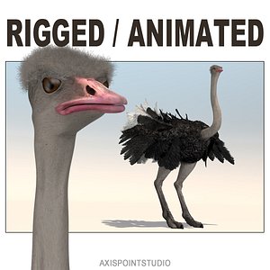 African Ostrich