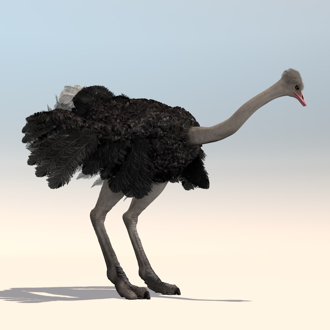 3D animation african ostrich model - TurboSquid 1215941