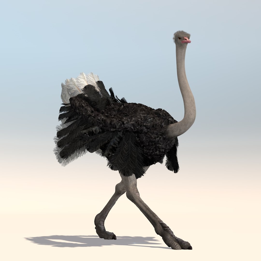 3D animation african ostrich model - TurboSquid 1215941