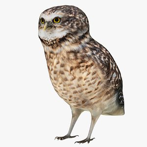 3D Owl