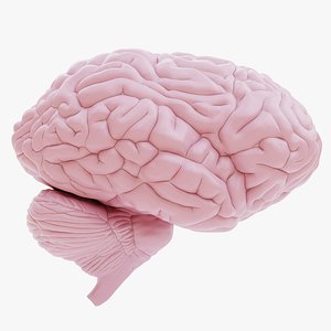 Plastic Brain model