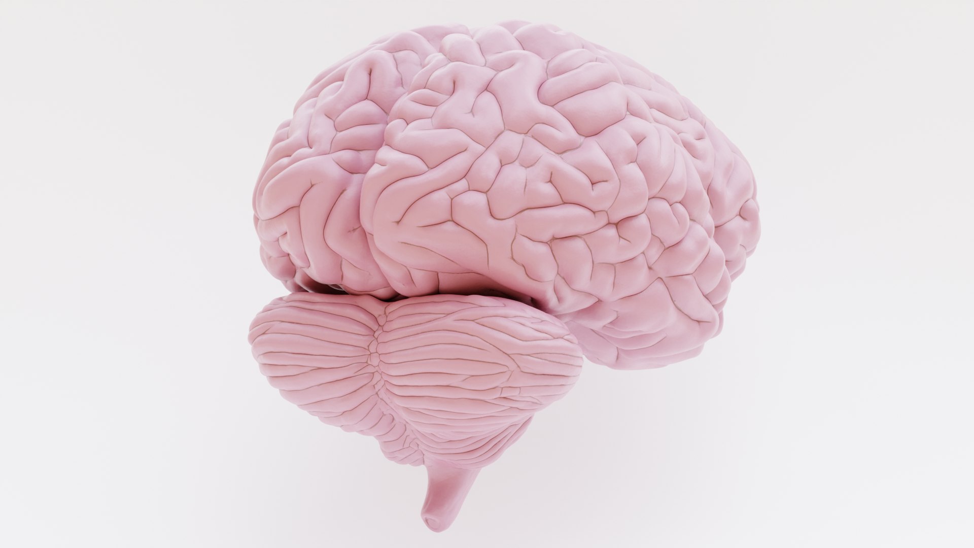 Plastic Brain Model - Turbosquid 2023025