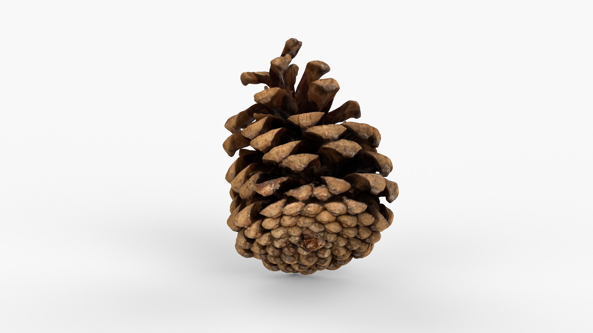Photorealistic 3D scan of pine conifer cone 3D model https://p.turbosquid.com/ts-thumb/OJ/FnhdAi/5H/view_050001/jpg/1747472723/1920x1080/fit_q87/21f944a0b8830ead52efd4f0dd75c925e65db92a/view_050001.jpg