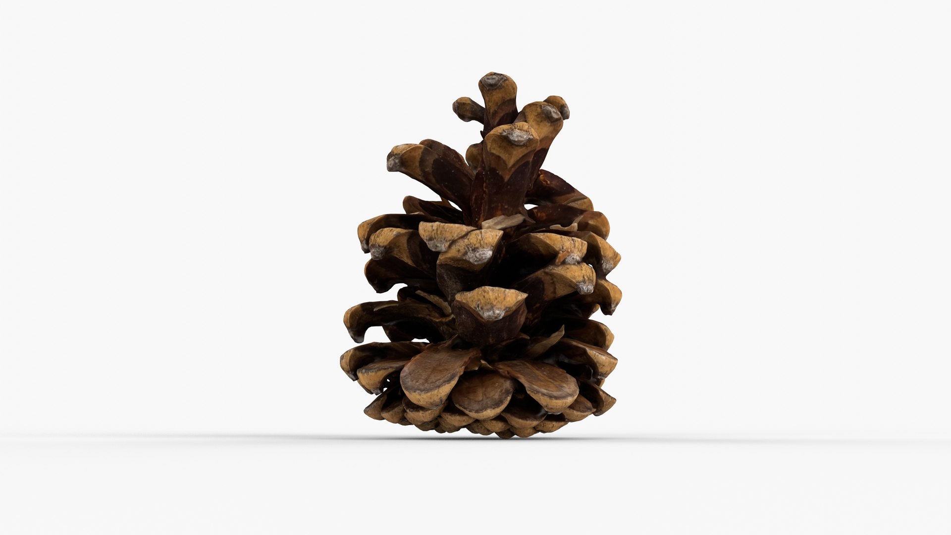 Photorealistic 3D scan of pine conifer cone 3D model https://p.turbosquid.com/ts-thumb/OJ/FnhdAi/5o/view_040001/jpg/1747472722/1920x1080/fit_q87/1dc9d716252da28ceebd73f95c5dd4b31980f46c/view_040001.jpg