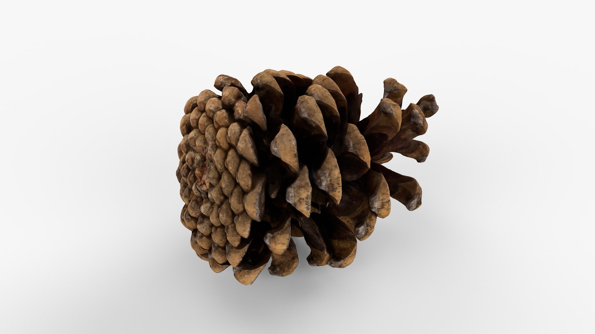 Photorealistic 3D scan of pine conifer cone 3D model https://p.turbosquid.com/ts-thumb/OJ/FnhdAi/9S/view_070001/jpg/1747472724/1920x1080/fit_q87/c427fac772d4c1d06dcacf674ab3520bb587401c/view_070001.jpg