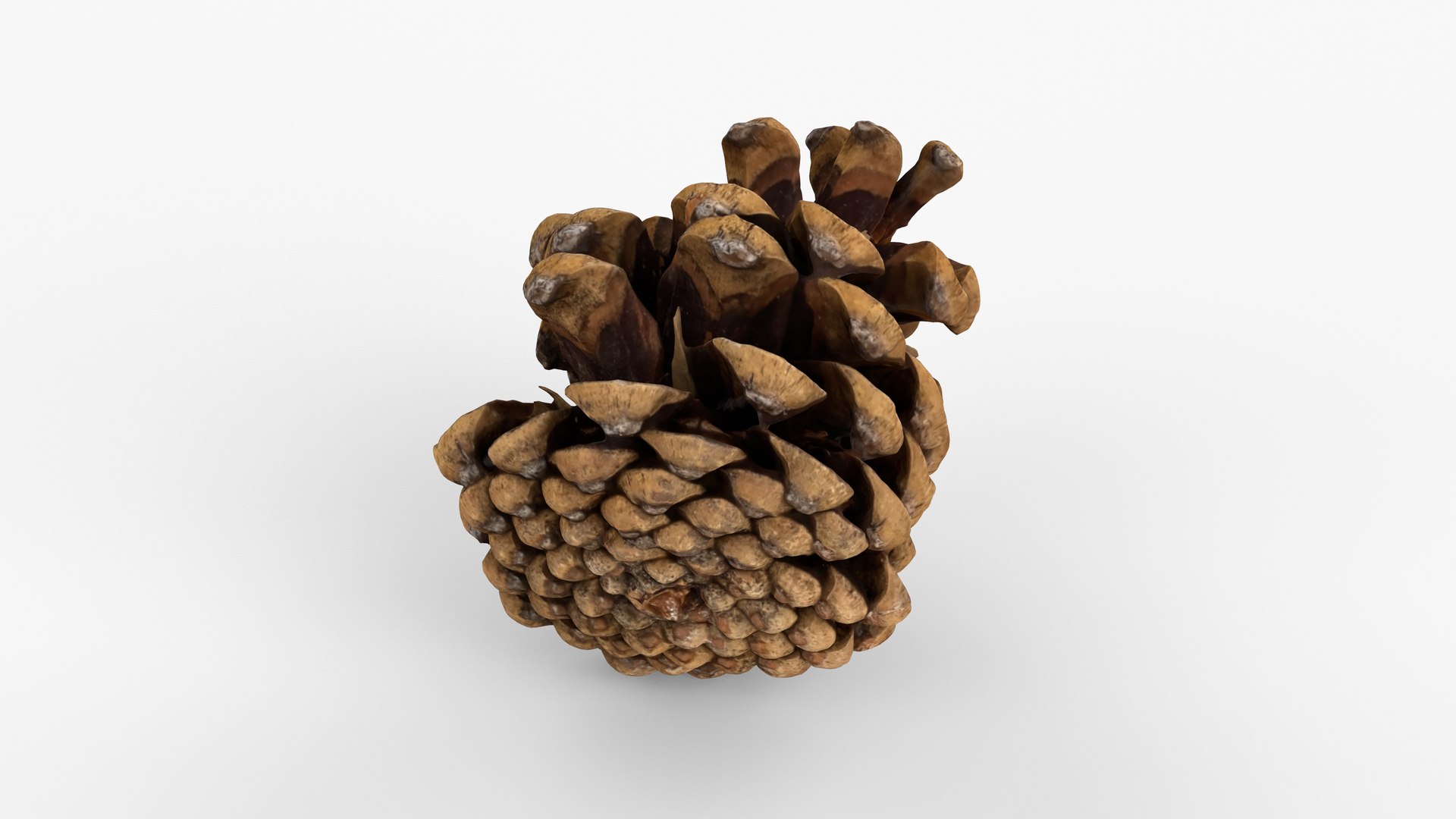 Photorealistic 3D scan of pine conifer cone 3D model https://p.turbosquid.com/ts-thumb/OJ/FnhdAi/Ba/view_100001/jpg/1747472725/1920x1080/fit_q87/f9132d2e9c2a1f66c61aa73c197e5b0a20156614/view_100001.jpg
