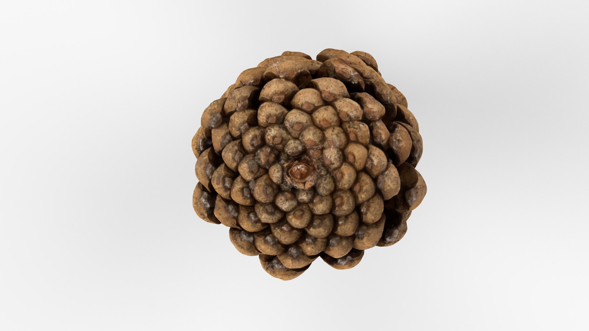 Photorealistic 3D scan of pine conifer cone 3D model https://p.turbosquid.com/ts-thumb/OJ/FnhdAi/DM/view_110001/jpg/1747472726/1920x1080/fit_q87/0a50789db5fd2b23282592605e23768deb663029/view_110001.jpg