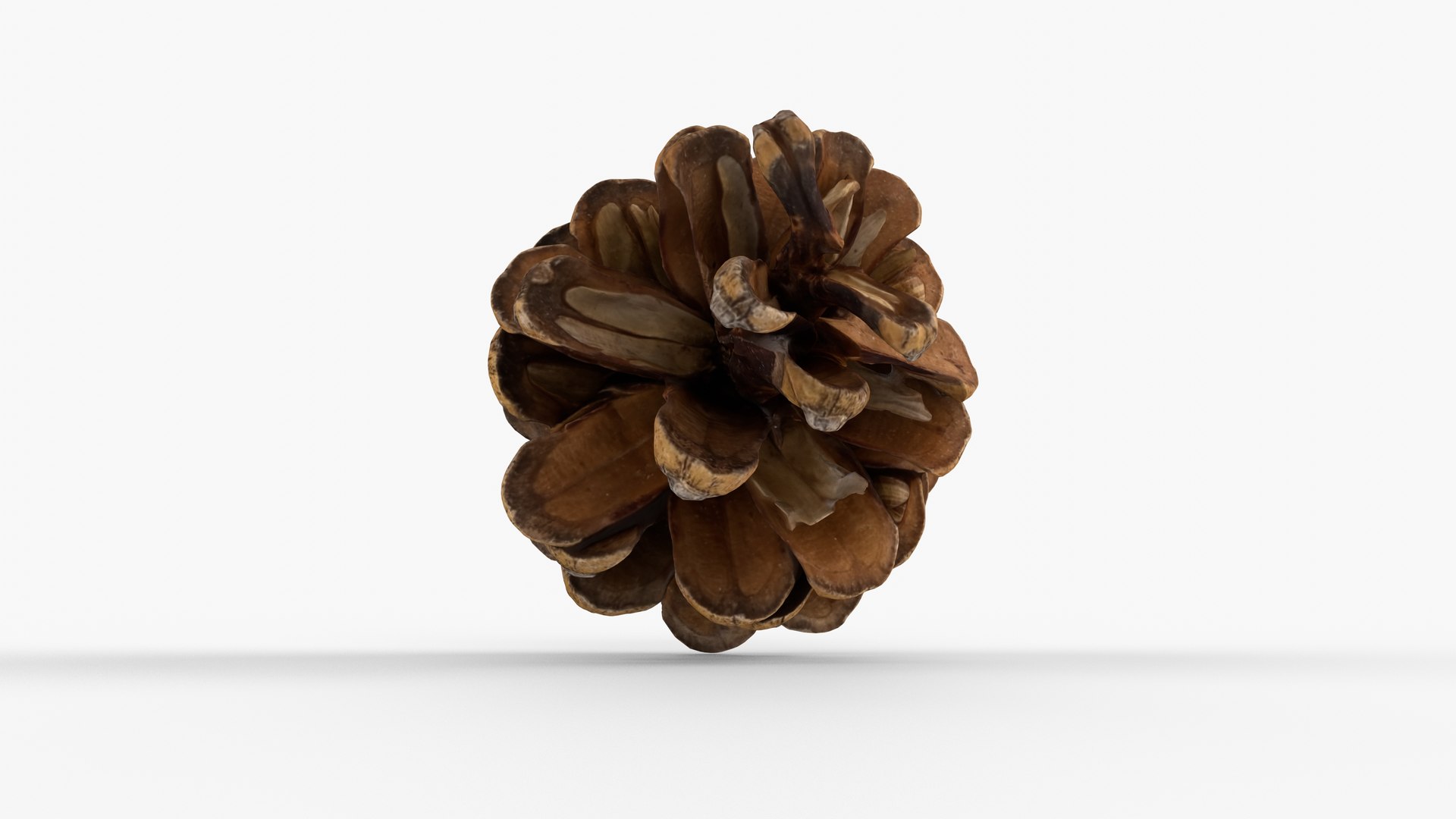 Photorealistic 3D scan of pine conifer cone 3D model https://p.turbosquid.com/ts-thumb/OJ/FnhdAi/HL/view_090001/jpg/1747472725/1920x1080/fit_q87/2cbb791d38c74160bef19fe50ef9d37796bd804d/view_090001.jpg
