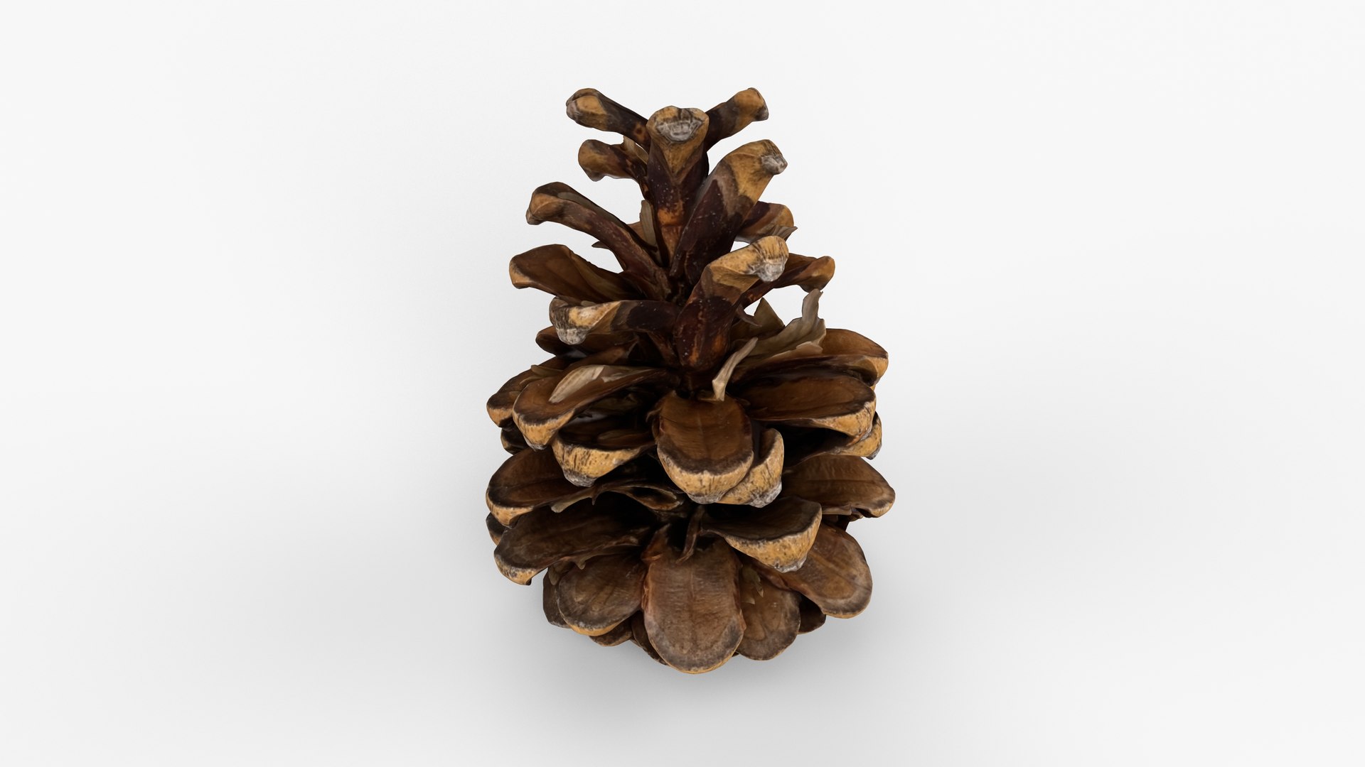 Photorealistic 3D scan of pine conifer cone 3D model https://p.turbosquid.com/ts-thumb/OJ/FnhdAi/LV/view_030001/jpg/1747472722/1920x1080/fit_q87/ab883814eeea237a9f5de1cfb4536279820cf77f/view_030001.jpg