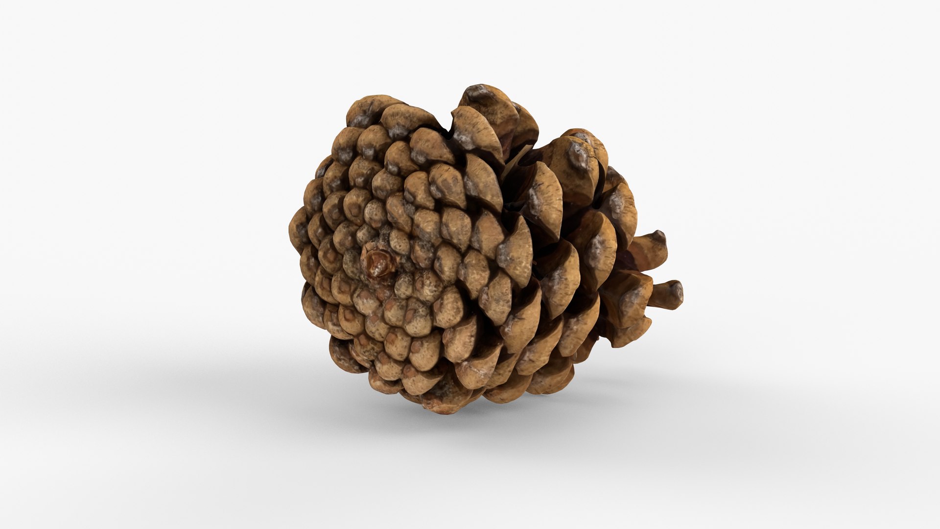 Photorealistic 3D scan of pine conifer cone 3D model https://p.turbosquid.com/ts-thumb/OJ/FnhdAi/OI/view_130001/jpg/1747472726/1920x1080/fit_q87/e897e117db2c62c7d1790ee838889e756c2550c7/view_130001.jpg