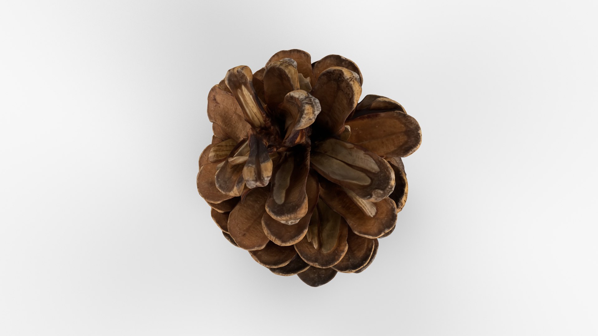 Photorealistic 3D scan of pine conifer cone 3D model https://p.turbosquid.com/ts-thumb/OJ/FnhdAi/r4/view_060001/jpg/1747472723/1920x1080/fit_q87/9cad3aa2c45cccba01f468fde650074b94d25ec8/view_060001.jpg