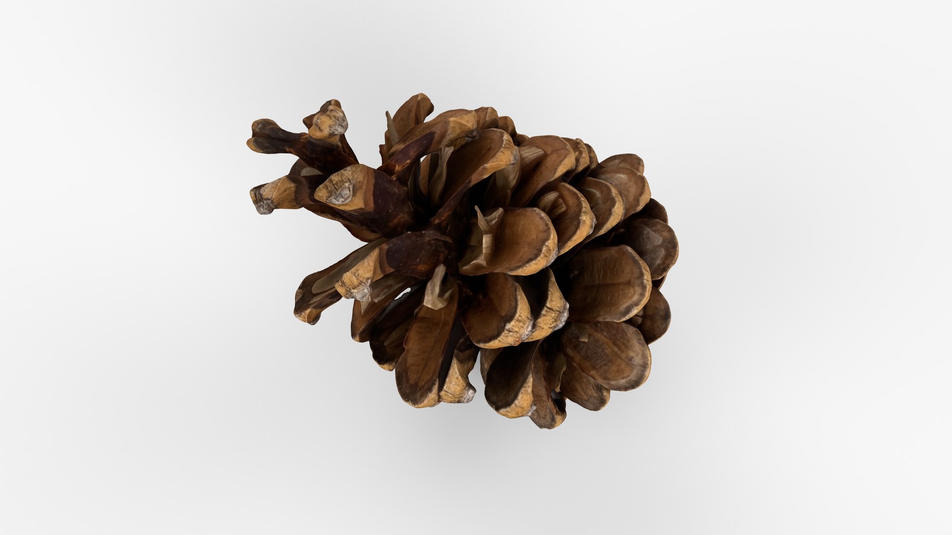 Photorealistic 3D scan of pine conifer cone 3D model https://p.turbosquid.com/ts-thumb/OJ/FnhdAi/rB/view_080001/jpg/1747472724/1920x1080/fit_q87/7bee79828461c421aacf5503605fbf597a140e55/view_080001.jpg