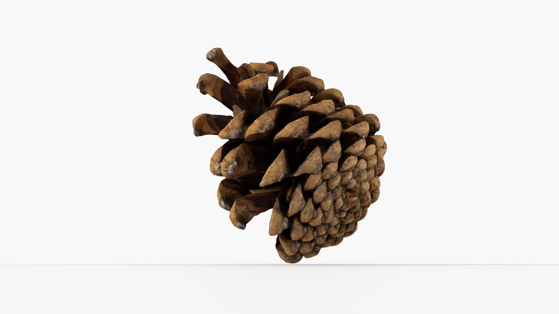 Photorealistic 3D scan of pine conifer cone 3D model https://p.turbosquid.com/ts-thumb/OJ/FnhdAi/uV/view_120001/jpg/1747472726/1920x1080/fit_q87/d41ad4af014a6894ffd9a9530747d577b3fd7aa6/view_120001.jpg