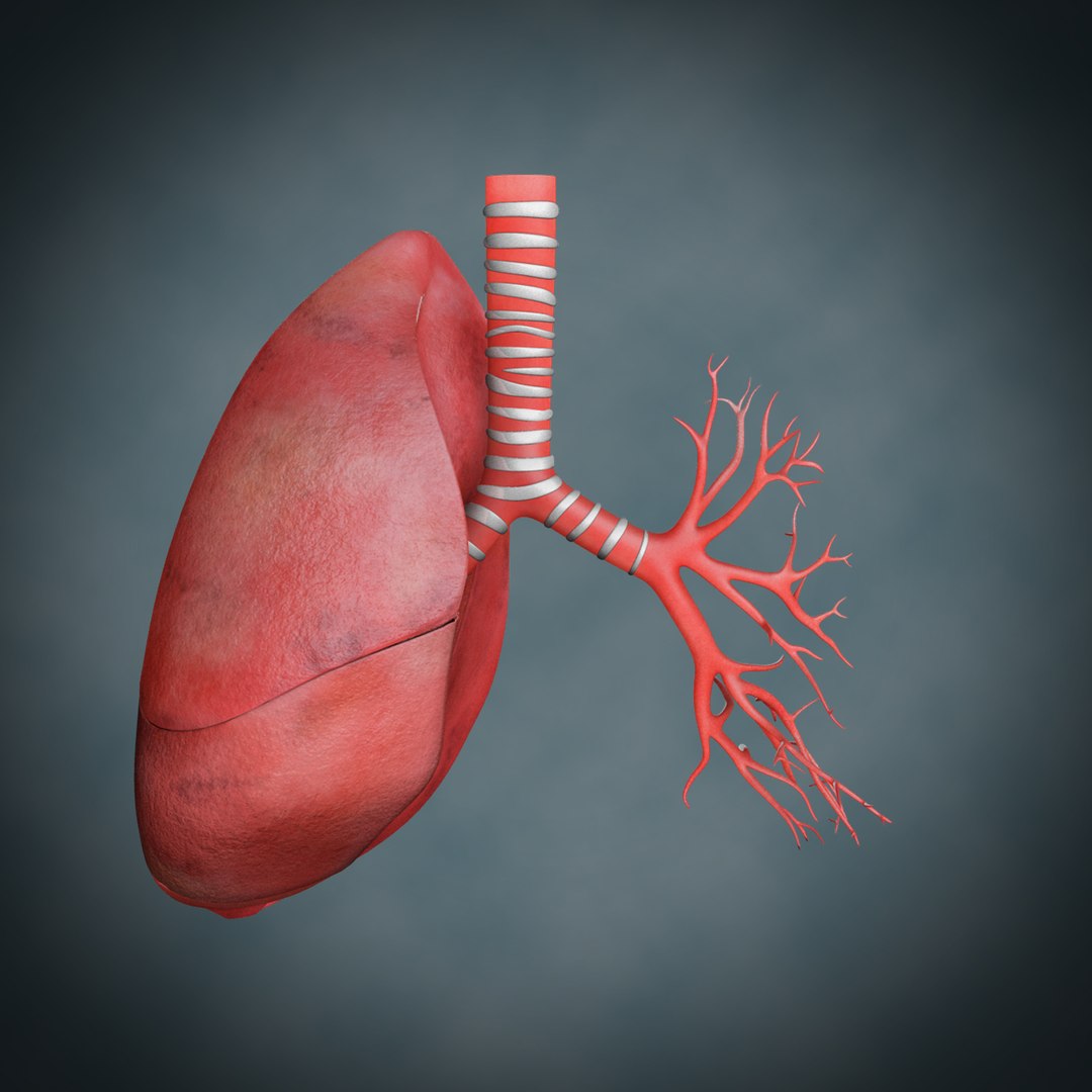 Lungs Anatomy 3d Model