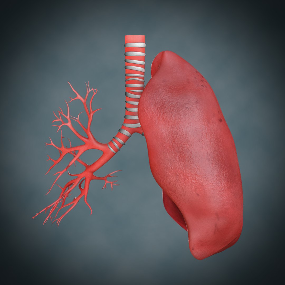 Lungs Anatomy 3d Model 5097