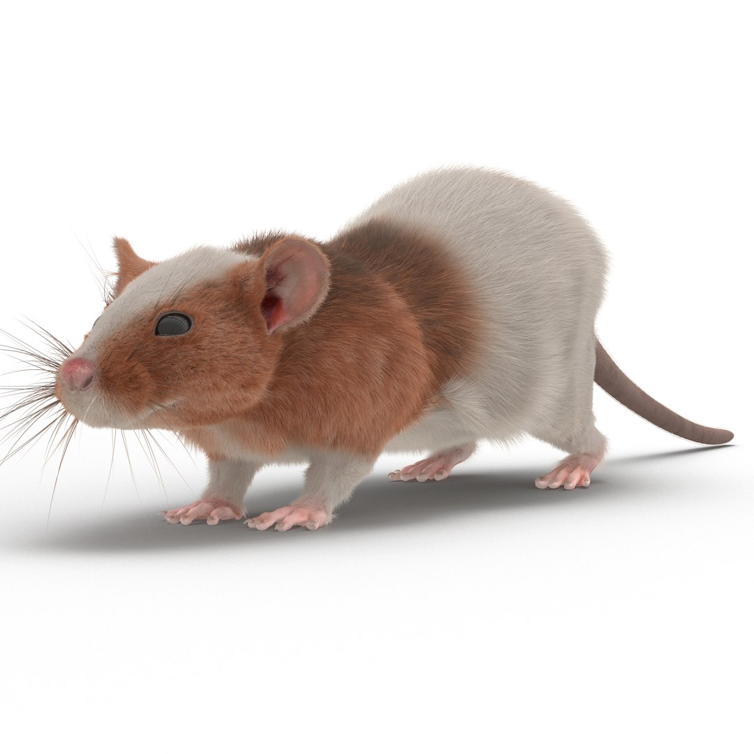 Rat 3 3D model preview
