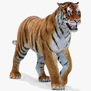 tiger fur animation cat max