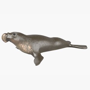 3D elephant seal
