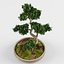 bonsai decorative tree 3D model