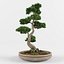 bonsai decorative tree 3D model