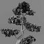 bonsai decorative tree 3D model