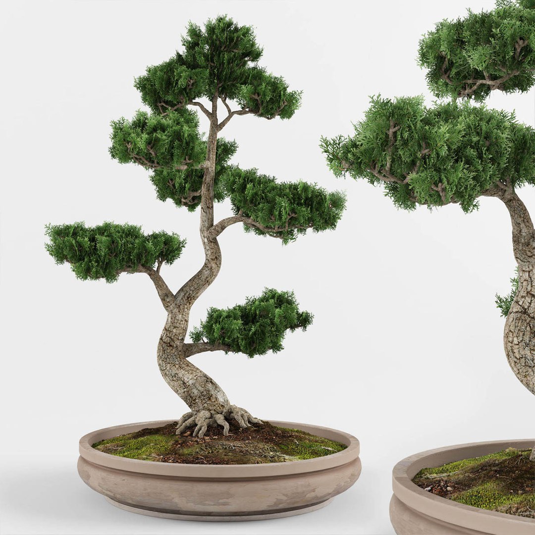 bonsai decorative tree 3D model https://p.turbosquid.com/ts-thumb/OJ/nm3oNG/ORJ69fvd/preview1/jpg/1587768643/1920x1080/fit_q87/174b6531ae499c2686aafa8458274e759e9f1a8f/preview1.jpg