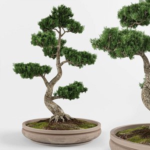 bonsai decorative tree 3D model
