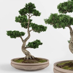 Bonsai decorative tree