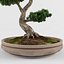bonsai decorative tree 3D model
