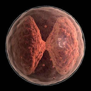 3d basophil medical model