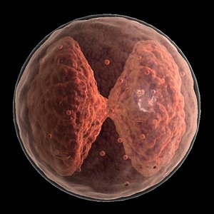 Basophil cell