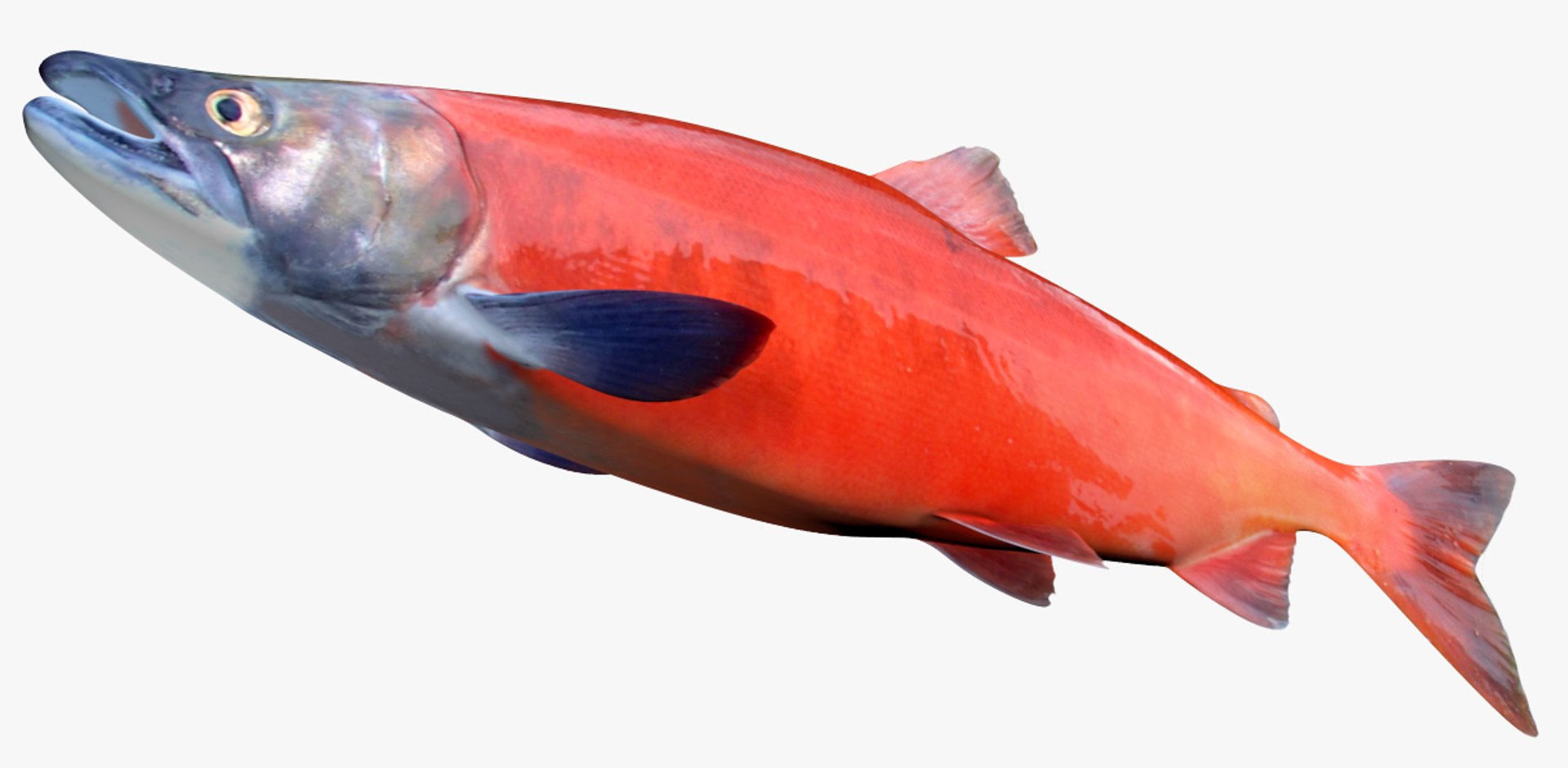 3D Salmon Collection model https://p.turbosquid.com/ts-thumb/OJ/qCdXBK/10/2/jpg/1496933916/1920x1080/fit_q87/d68f0b9dcc42cf93428553ae8a8f29e68da57fec/2.jpg