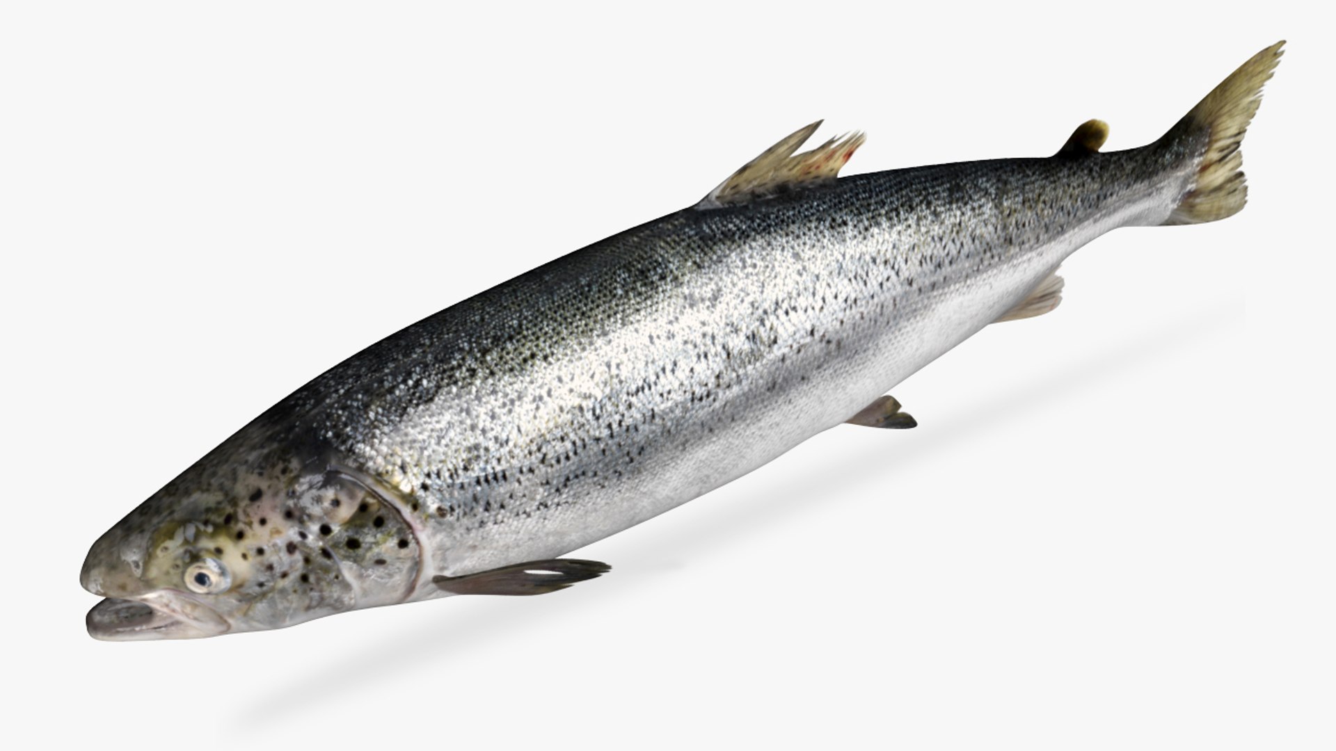 3D Salmon Collection model https://p.turbosquid.com/ts-thumb/OJ/qCdXBK/AP/3/jpg/1539425178/1920x1080/fit_q87/ab480bd23111b31406b4988ae72662ed7460aba7/3.jpg