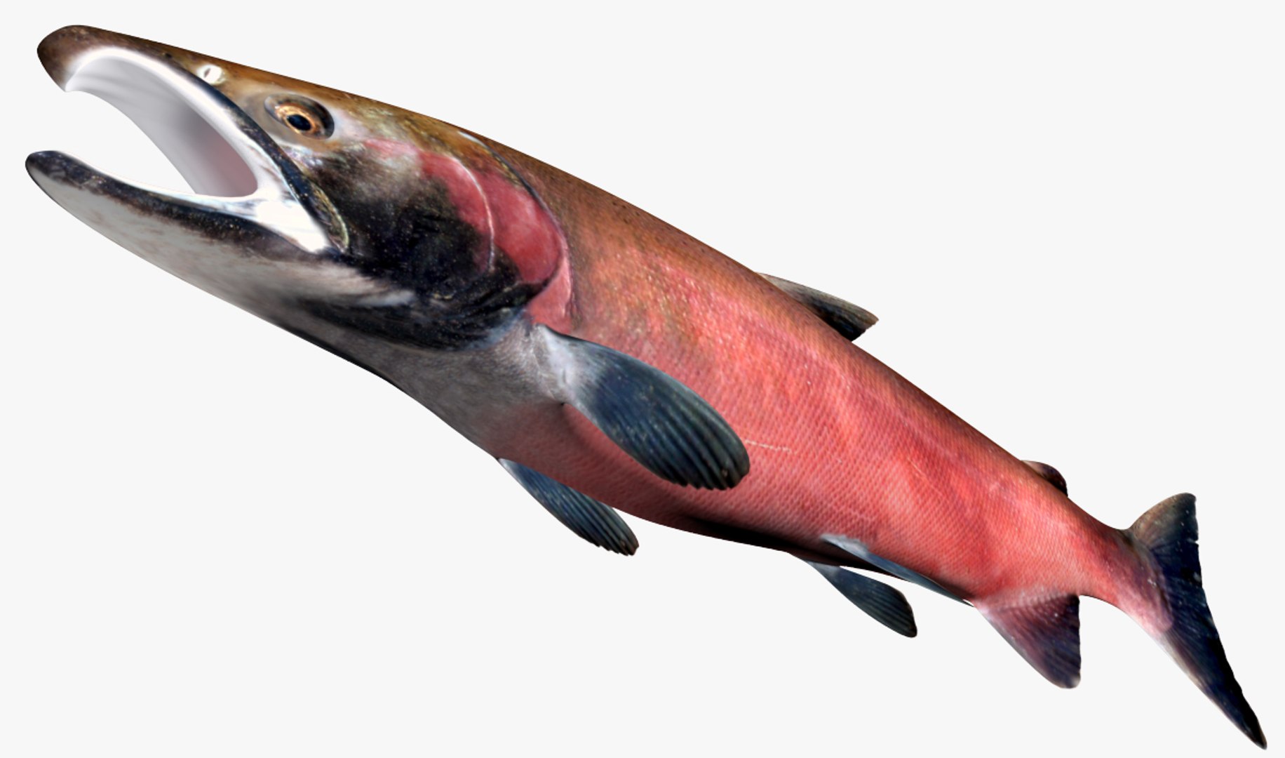 3D Salmon Collection model https://p.turbosquid.com/ts-thumb/OJ/qCdXBK/Xb/2/jpg/1503302184/1920x1080/fit_q87/7f0774bc77fb39c6911407d23e9e17aa1959f2a5/2.jpg