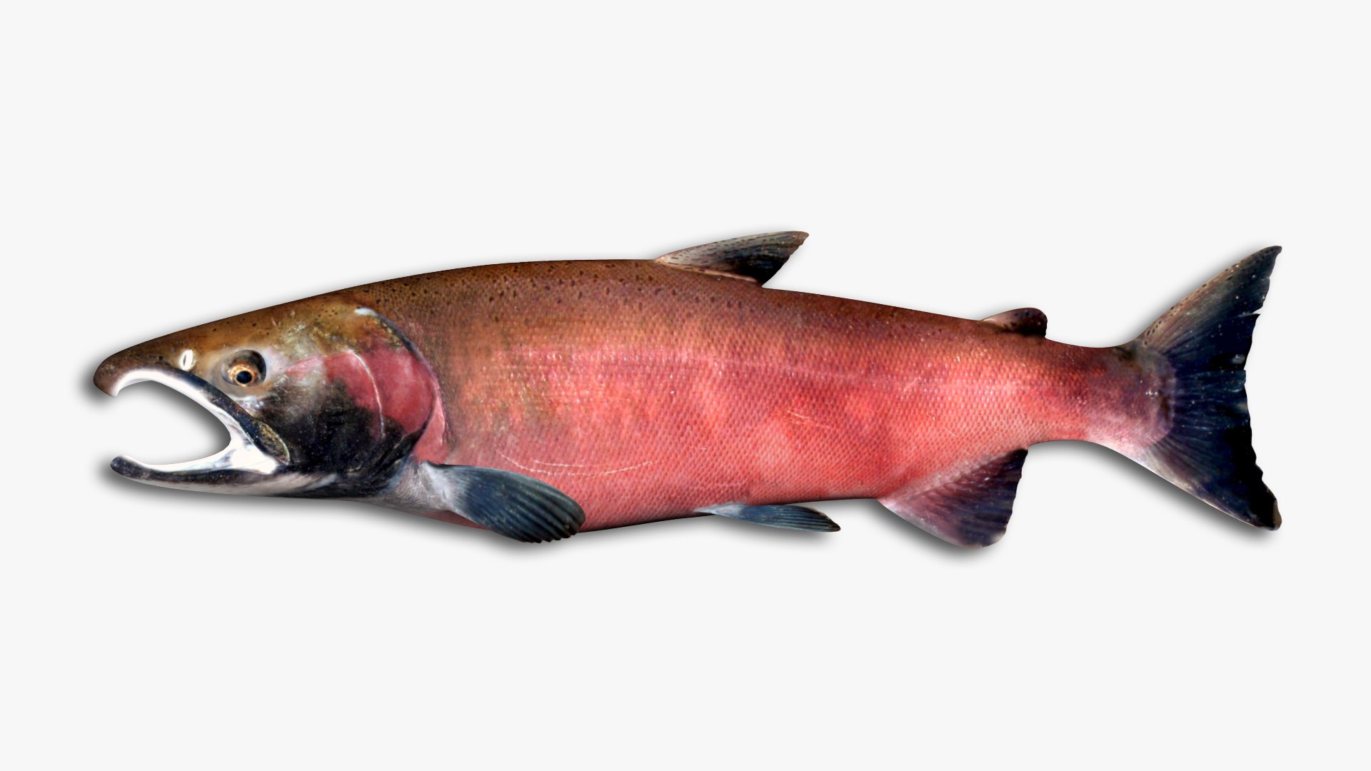 3D Salmon Collection model https://p.turbosquid.com/ts-thumb/OJ/qCdXBK/b5/33/jpg/1637093274/1920x1080/fit_q87/39bfe48f950892002e8a81dc087c3f2115ab3030/33.jpg