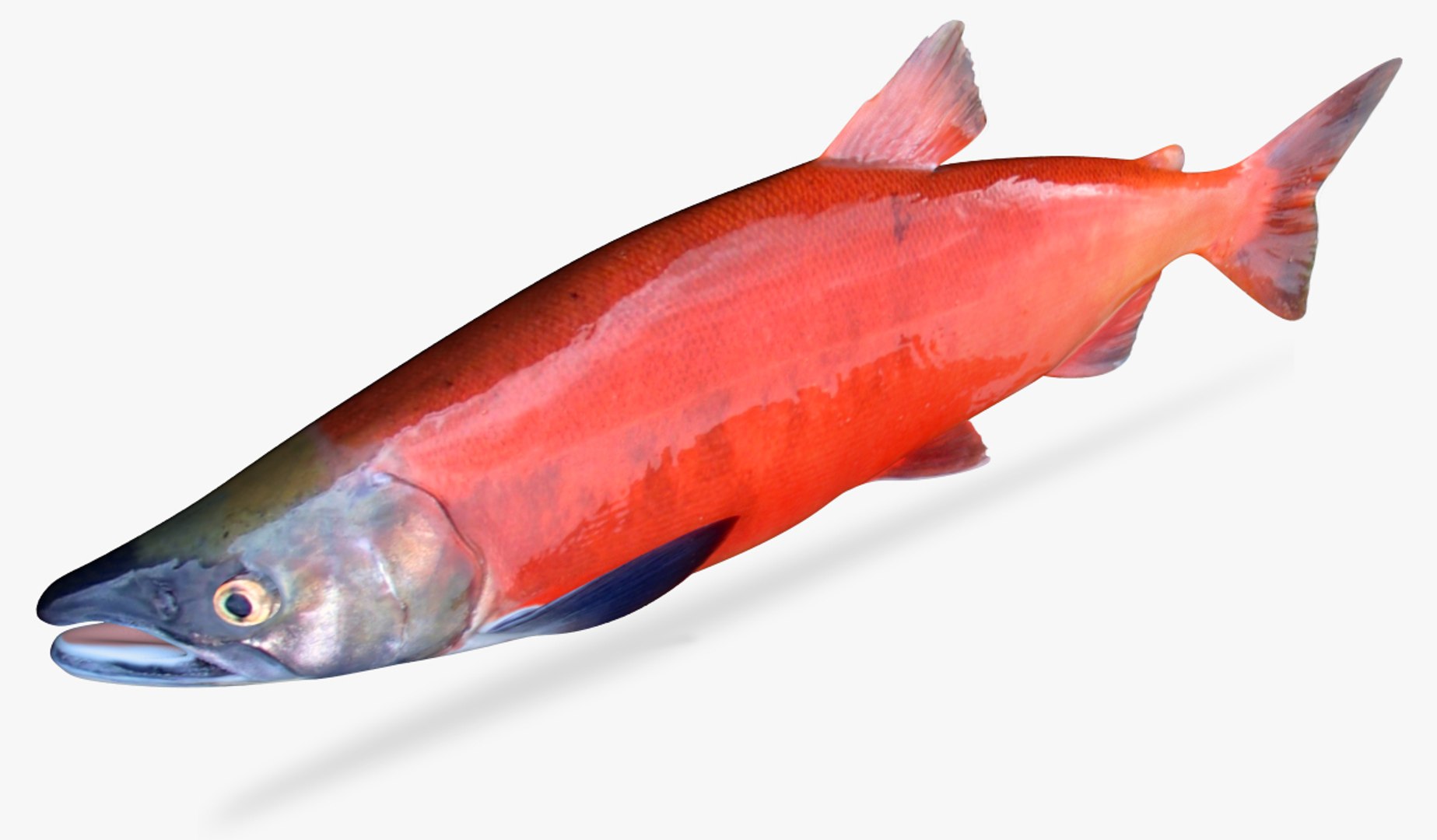 3D Salmon Collection model https://p.turbosquid.com/ts-thumb/OJ/qCdXBK/el/3/jpg/1496933916/1920x1080/fit_q87/c54f361874416bb3454e1d5493b1ac975fb048b2/3.jpg