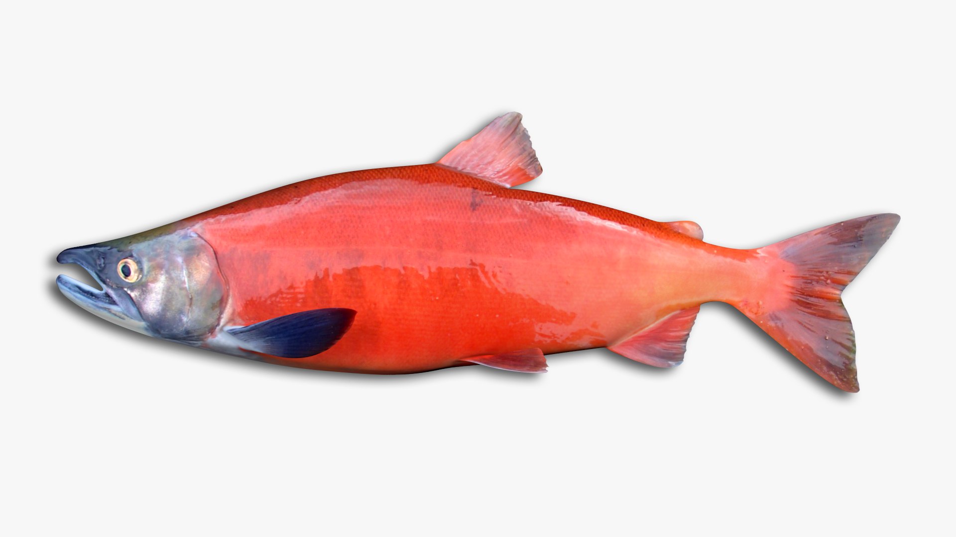3D Salmon Collection model https://p.turbosquid.com/ts-thumb/OJ/qCdXBK/fy/55/jpg/1637093274/1920x1080/fit_q87/8b4326ca3b1ff103f31de6e41e464667d99cb94c/55.jpg
