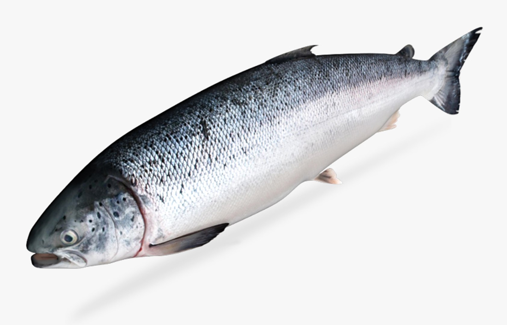 3D Salmon Collection model https://p.turbosquid.com/ts-thumb/OJ/qCdXBK/gN/3/jpg/1469737627/1920x1080/fit_q87/8e6e87c971eb8073a31e9936c1897c6708ec12fa/3.jpg