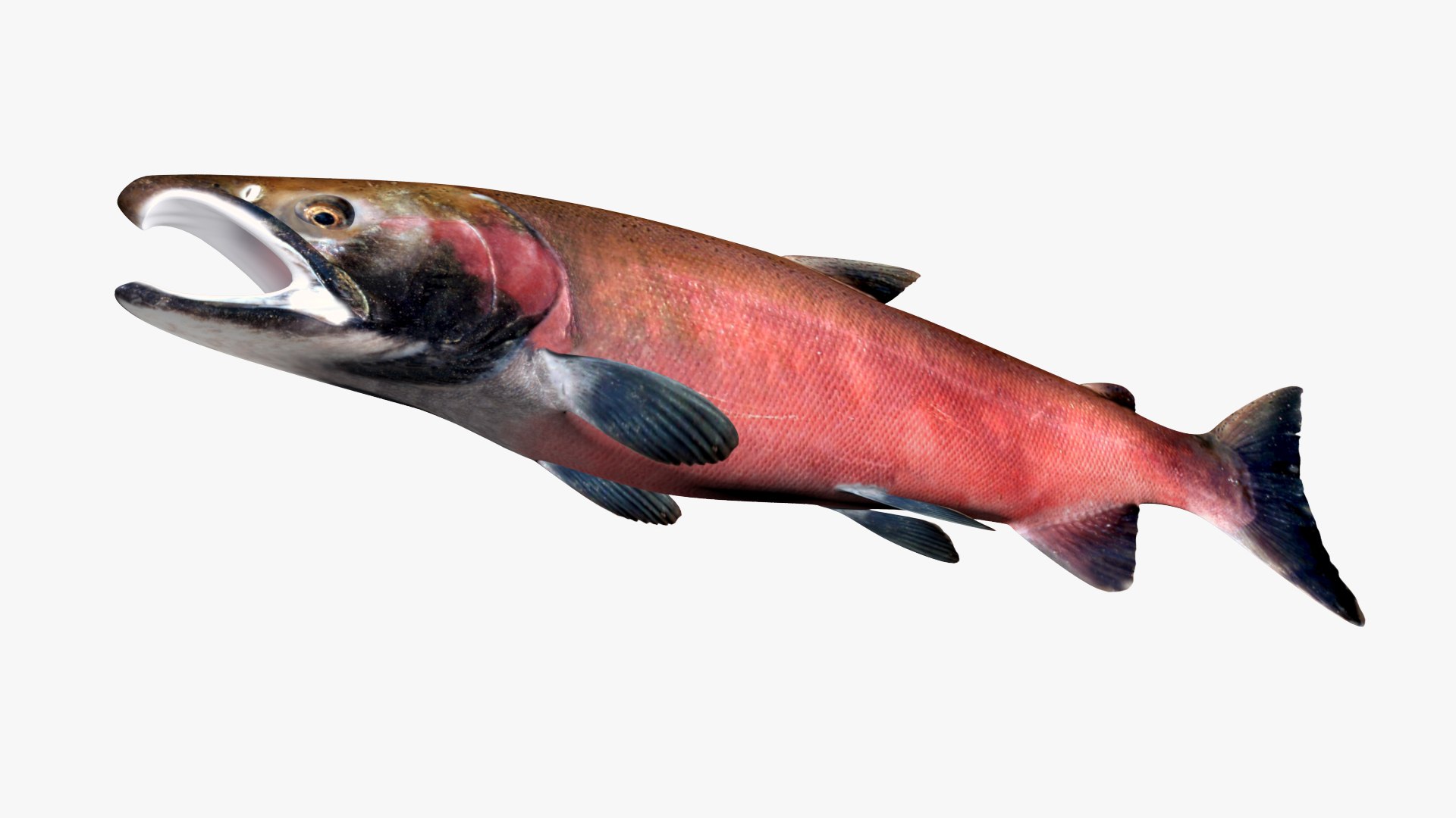 3D Salmon Collection model https://p.turbosquid.com/ts-thumb/OJ/qCdXBK/hD/44/jpg/1637093274/1920x1080/fit_q87/ebae20a54a31de6636603d4f995c29ca64e77c8b/44.jpg