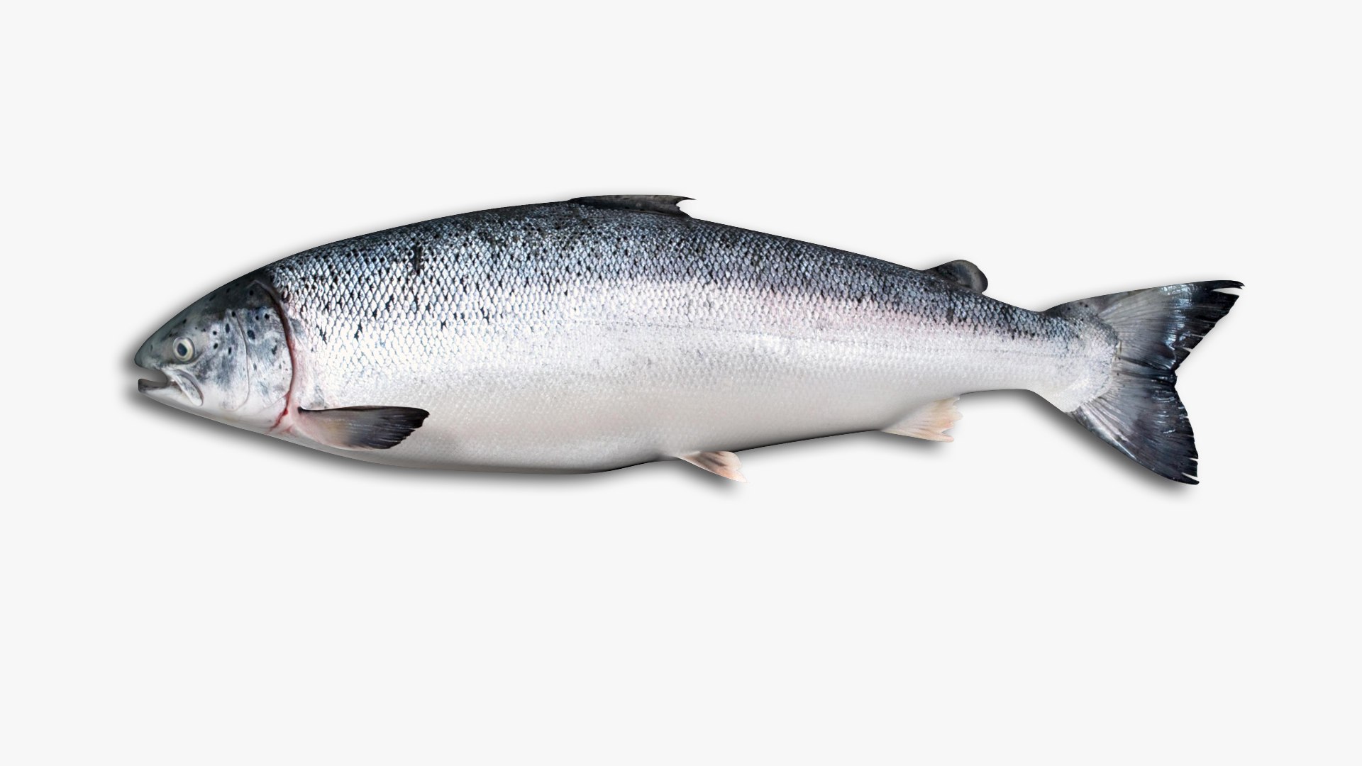 3D Salmon Collection model https://p.turbosquid.com/ts-thumb/OJ/qCdXBK/vG/22/jpg/1637093273/1920x1080/fit_q87/d2573b7399e6ab1718f209838b302ee0c283ff01/22.jpg