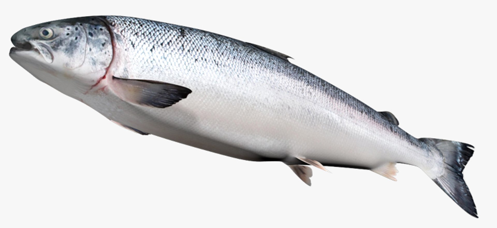 3D Salmon Collection model https://p.turbosquid.com/ts-thumb/OJ/qCdXBK/vo/2/jpg/1469737627/1920x1080/fit_q87/bd8f7732ca21999e62ea2759f36088d2dc59b004/2.jpg