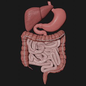 digestive stomach liver 3D