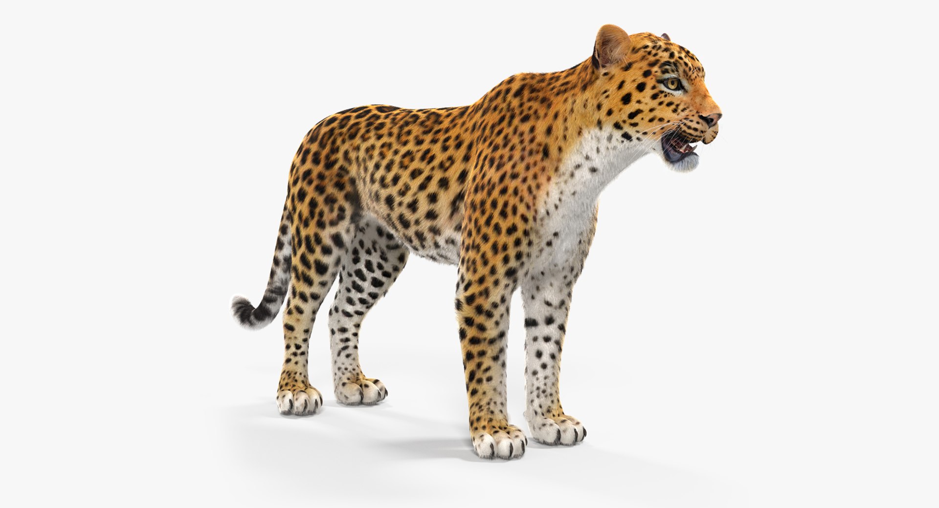 3D Leopard Fur - TurboSquid 1296730