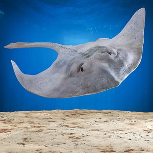 Bathyraja Lindbergi White Rigged for Maya 3D model