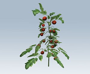 Tomato