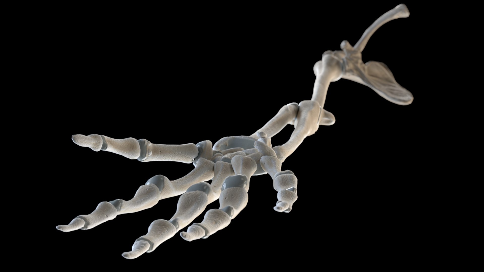 hand bones model https://p.turbosquid.com/ts-thumb/OK/ESnNq7/1byQL7CW/hand_beauty/jpg/1579075803/1920x1080/fit_q87/519cc74045c09ad16f80c1d3599e5cf9632858e7/hand_beauty.jpg